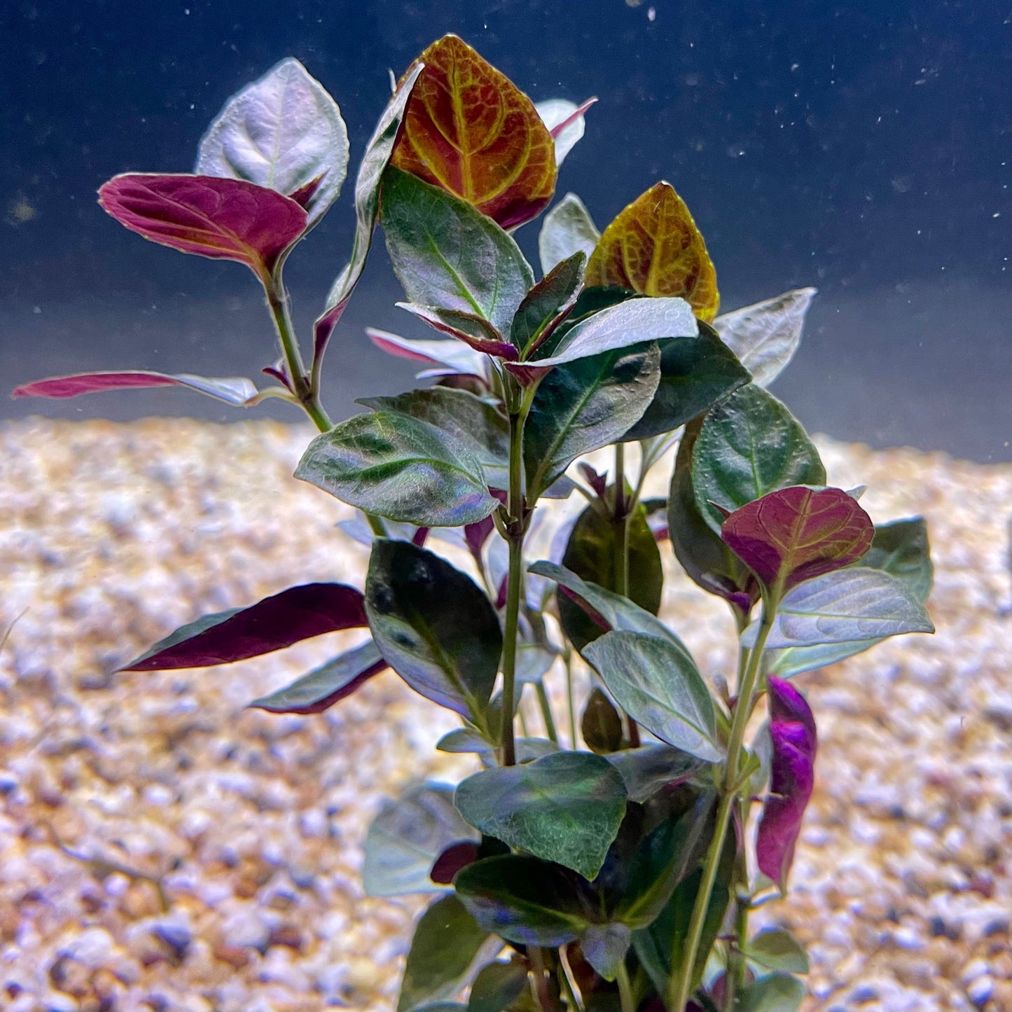 Pisces Enterprises Bunch Plant Mauve Stricta Bunch Buy Mauve Stricta Live Aquarium Plant Bunch Scapeshop Australia