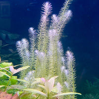 Pisces Enterprises Bunch Plant Mayaca Bunch Buy Live Mayaca Aquarium Plant Bunch Scapeshop Australia