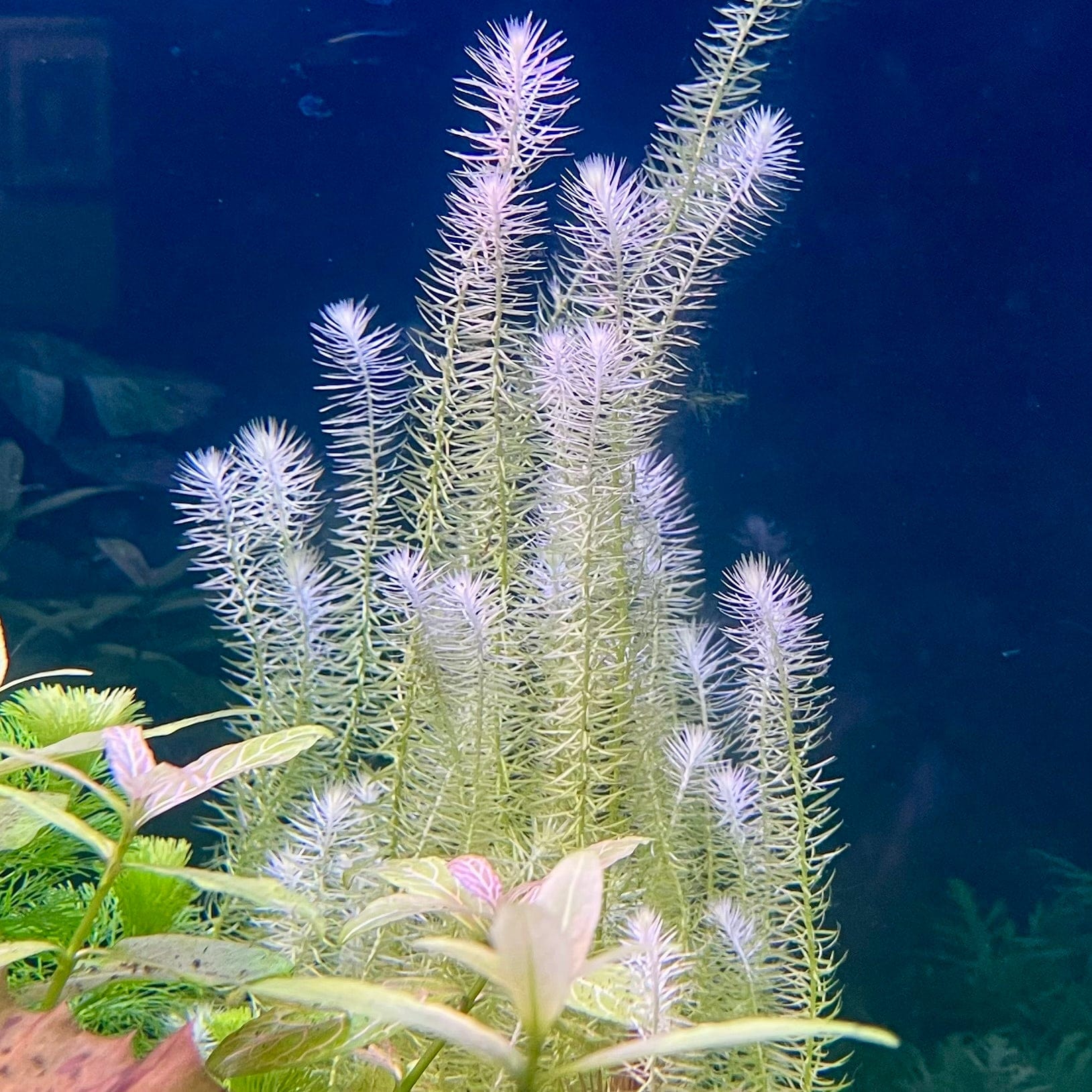 Pisces Enterprises Bunch Plant Mayaca Bunch Buy Live Mayaca Aquarium Plant Bunch Scapeshop Australia