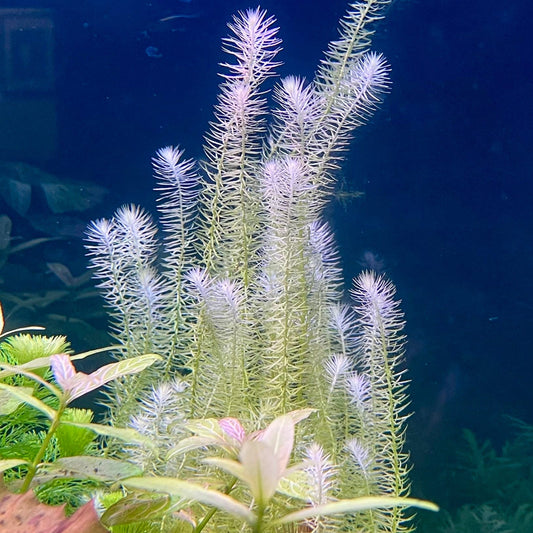 Pisces Enterprises Bunch Plant Mayaca Bunch Buy Live Mayaca Aquarium Plant Bunch Scapeshop Australia