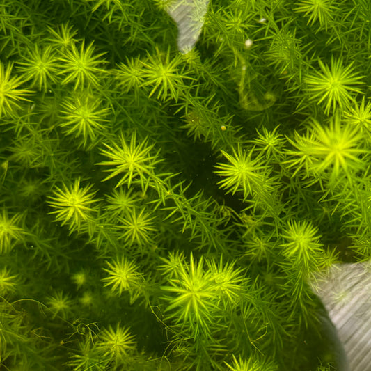 Pisces Enterprises Bunch Plant Mayaca Bunch Buy Live Mayaca Aquarium Plant Bunch Scapeshop Australia