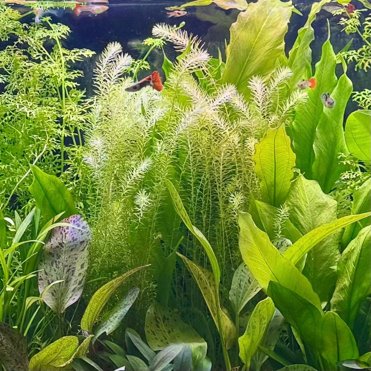 Pisces Enterprises Bunch Plant Mayaca Bunch Buy Live Mayaca Aquarium Plant Bunch Scapeshop Australia