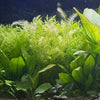 Pisces Enterprises Bunch Plant Mayaca Bunch Buy Live Mayaca Aquarium Plant Bunch Scapeshop Australia