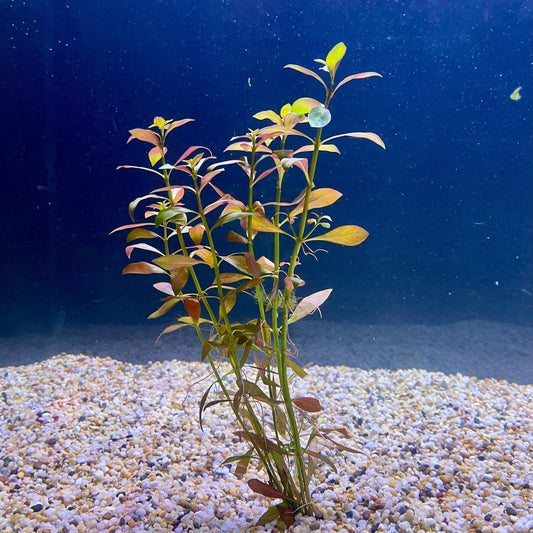 Pisces Enterprises Bunch Plant Narrow Ludwigia Bunch Narrow Ludwigia Aquarium Plant Bunch