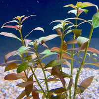 Pisces Enterprises Bunch Plant Narrow Ludwigia Bunch Narrow Ludwigia Aquarium Plant Bunch