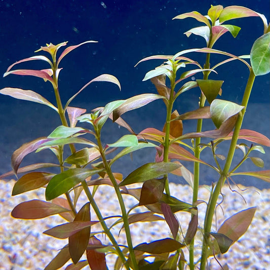 Pisces Enterprises Bunch Plant Narrow Ludwigia Bunch Narrow Ludwigia Aquarium Plant Bunch