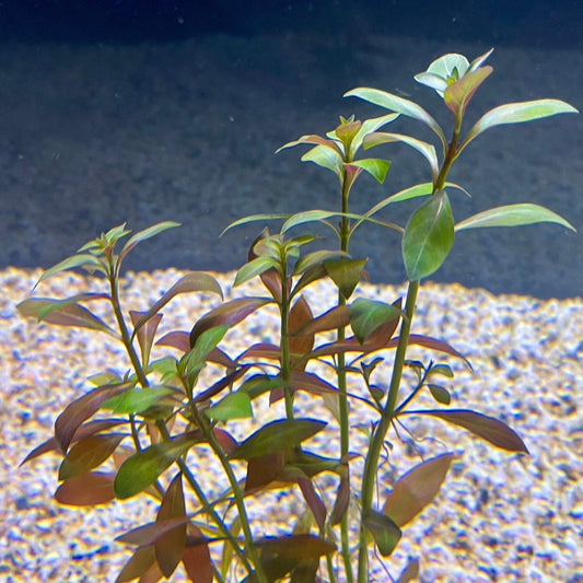 Pisces Enterprises Bunch Plant Narrow Ludwigia Bunch Narrow Ludwigia Aquarium Plant Bunch