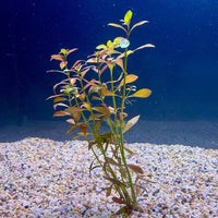 Pisces Enterprises Bunch Plant Narrow Ludwigia Bunch Narrow Ludwigia Aquarium Plant Bunch