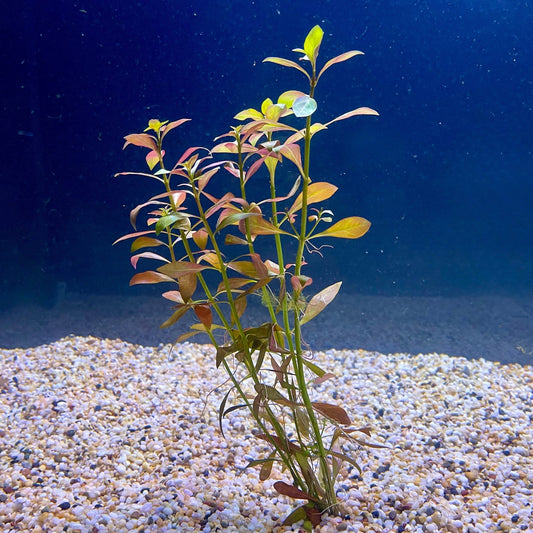 Pisces Enterprises Bunch Plant Narrow Ludwigia Bunch Narrow Ludwigia Aquarium Plant Bunch
