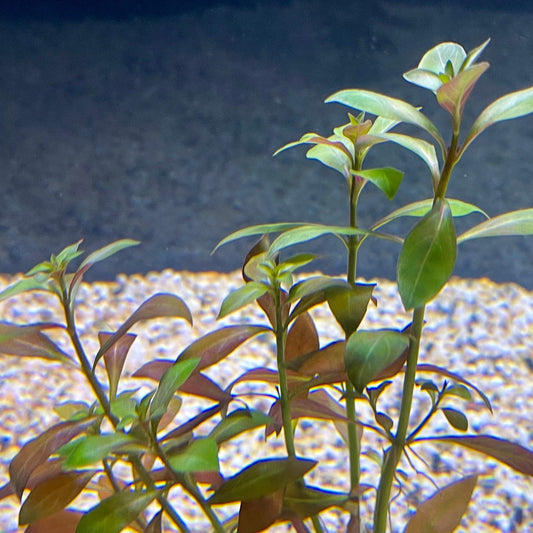 Pisces Enterprises Bunch Plant Narrow Ludwigia Bunch Narrow Ludwigia Aquarium Plant Bunch