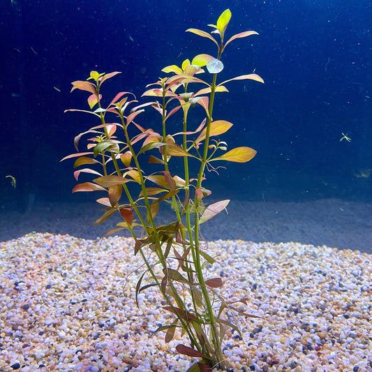 Pisces Enterprises Bunch Plant Narrow Ludwigia Bunch Narrow Ludwigia Aquarium Plant Bunch