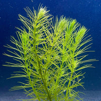 Pisces Enterprises Bunch Plant Pine Needles Bunch Buy Live Pine Needles Aquarium Plant Bunch in Australia online