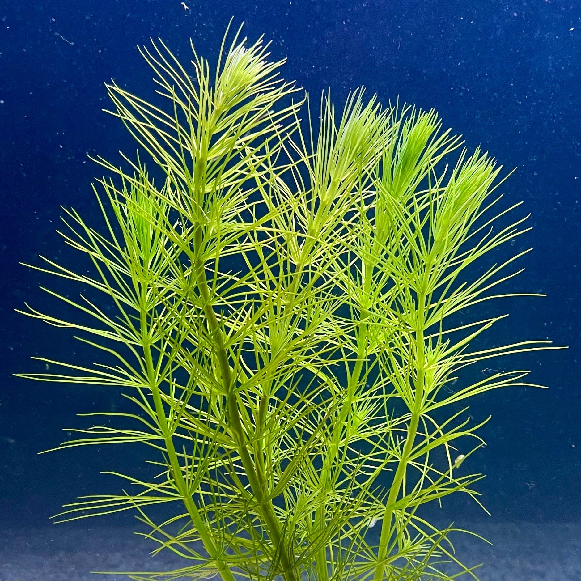 Pisces Enterprises Bunch Plant Pine Needles Bunch Buy Live Pine Needles Aquarium Plant Bunch in Australia online