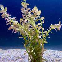 Pisces Enterprises Bunch Plant Pink Baby Tears Bunch Pink Baby Tears Aquarium Plant Bunch