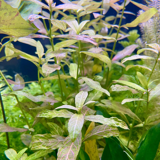 Pisces Enterprises Bunch Plant Pisces Hygrophila Bunch Buy Pisces Hygrophila Live Aquarium Plant Bunch Scapeshop Australia