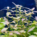 Pisces Enterprises Bunch Plant Pisces Hygrophila Bunch Buy Pisces Hygrophila Live Aquarium Plant Bunch Scapeshop Australia