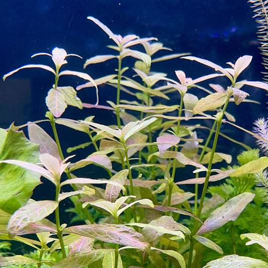Pisces Enterprises Bunch Plant Pisces Hygrophila Bunch Buy Pisces Hygrophila Live Aquarium Plant Bunch Scapeshop Australia