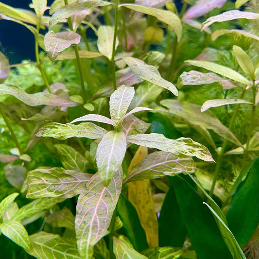 Pisces Enterprises Bunch Plant Pisces Hygrophila Bunch Buy Pisces Hygrophila Live Aquarium Plant Bunch Scapeshop Australia