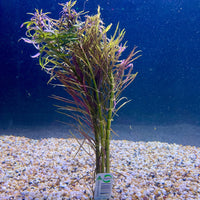 Pisces Enterprises Bunch Plant Pogostemon Stellata Bunch Purchase Pogostemon Stellata Live Aquarium Plant Bunches in Australia