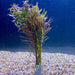 Pisces Enterprises Bunch Plant Pogostemon Stellata Bunch Purchase Pogostemon Stellata Live Aquarium Plant Bunches in Australia