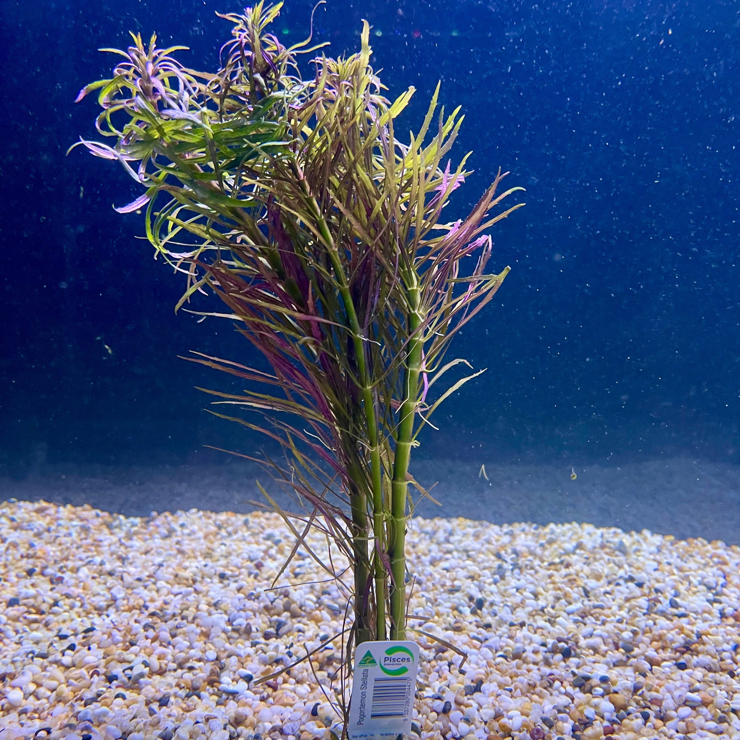 Pisces Enterprises Bunch Plant Pogostemon Stellata Bunch Purchase Pogostemon Stellata Live Aquarium Plant Bunches in Australia