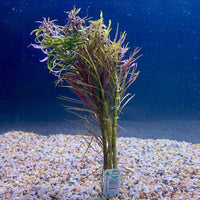 Pisces Enterprises Bunch Plant Pogostemon Stellata Bunch Purchase Pogostemon Stellata Live Aquarium Plant Bunches in Australia