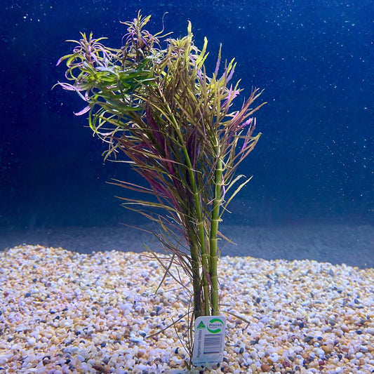 Pisces Enterprises Bunch Plant Pogostemon Stellata Bunch Purchase Pogostemon Stellata Live Aquarium Plant Bunches in Australia
