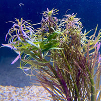 Pisces Enterprises Bunch Plant Pogostemon Stellata Bunch Purchase Pogostemon Stellata Live Aquarium Plant Bunches in Australia