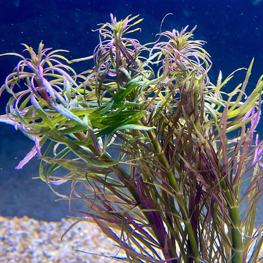 Pisces Enterprises Bunch Plant Pogostemon Stellata Bunch Purchase Pogostemon Stellata Live Aquarium Plant Bunches in Australia