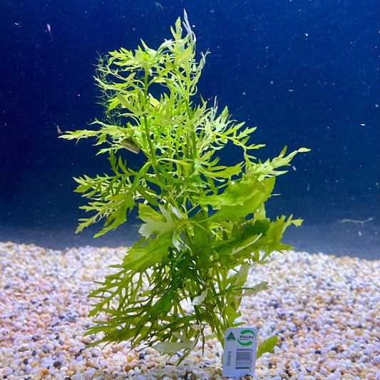 Pisces Enterprises Bunch Plant Wisteria Bunch Buy Wisteria Aquarium Plant Bunch - Scapeshop Australia