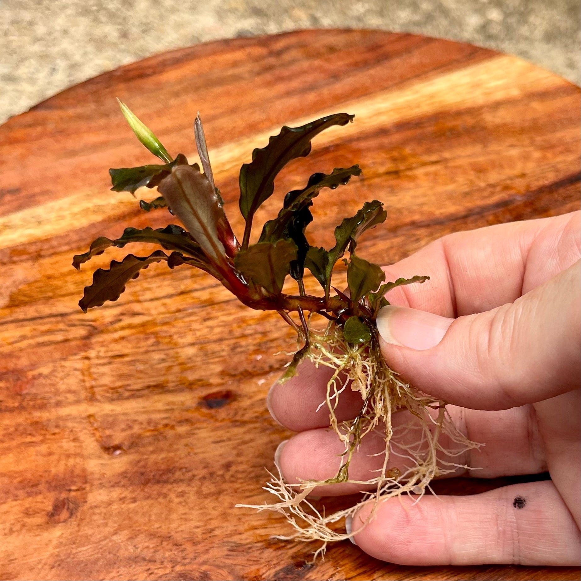 Scapeshop.com.au Bucephalandra Bucephalandra Bare Root Plant (Broad Dark Leaf)