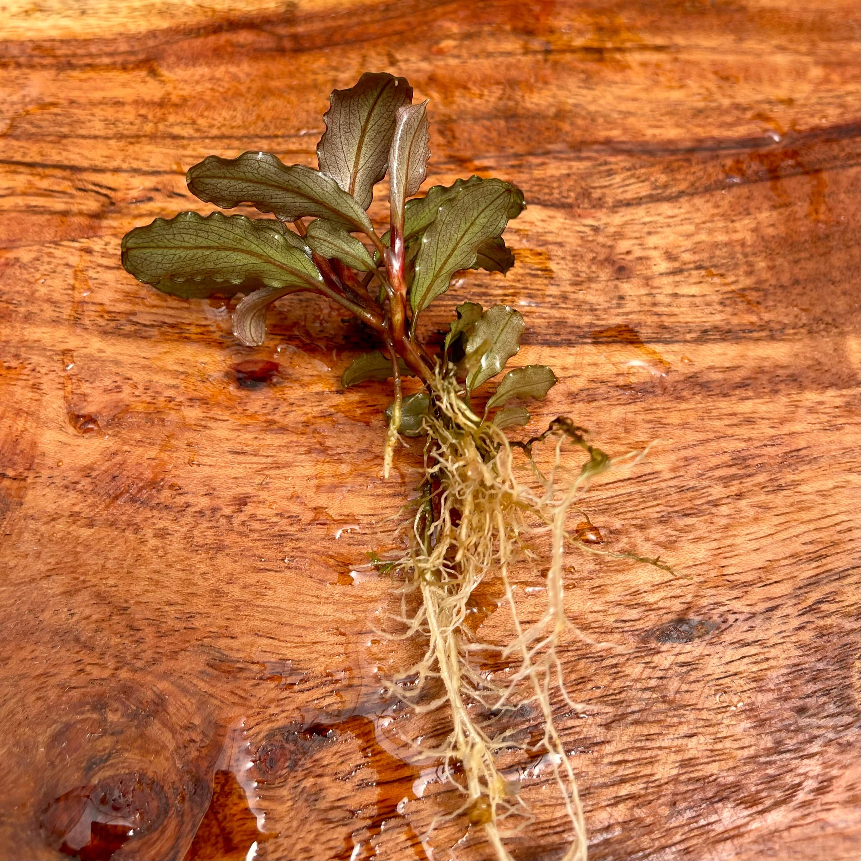 Scapeshop.com.au Bucephalandra Bucephalandra Bare Root Plant (Broad Dark Leaf)