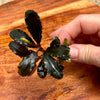 Scapeshop.com.au Bucephalandra Bucephalandra Bare Root Plant (Broad Dark Leaf)