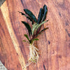 Load image into Gallery viewer, Scapeshop.com.au Bucephalandra Bucephalandra Bare Root Plant (Long Dark Wavy Leaf)