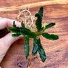 Scapeshop.com.au Bucephalandra Bucephalandra Bare Root Plant (Long Green Wavy Leaf)