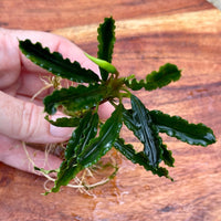 Scapeshop.com.au Bucephalandra Bucephalandra Bare Root Plant (Long Green Wavy Leaf)