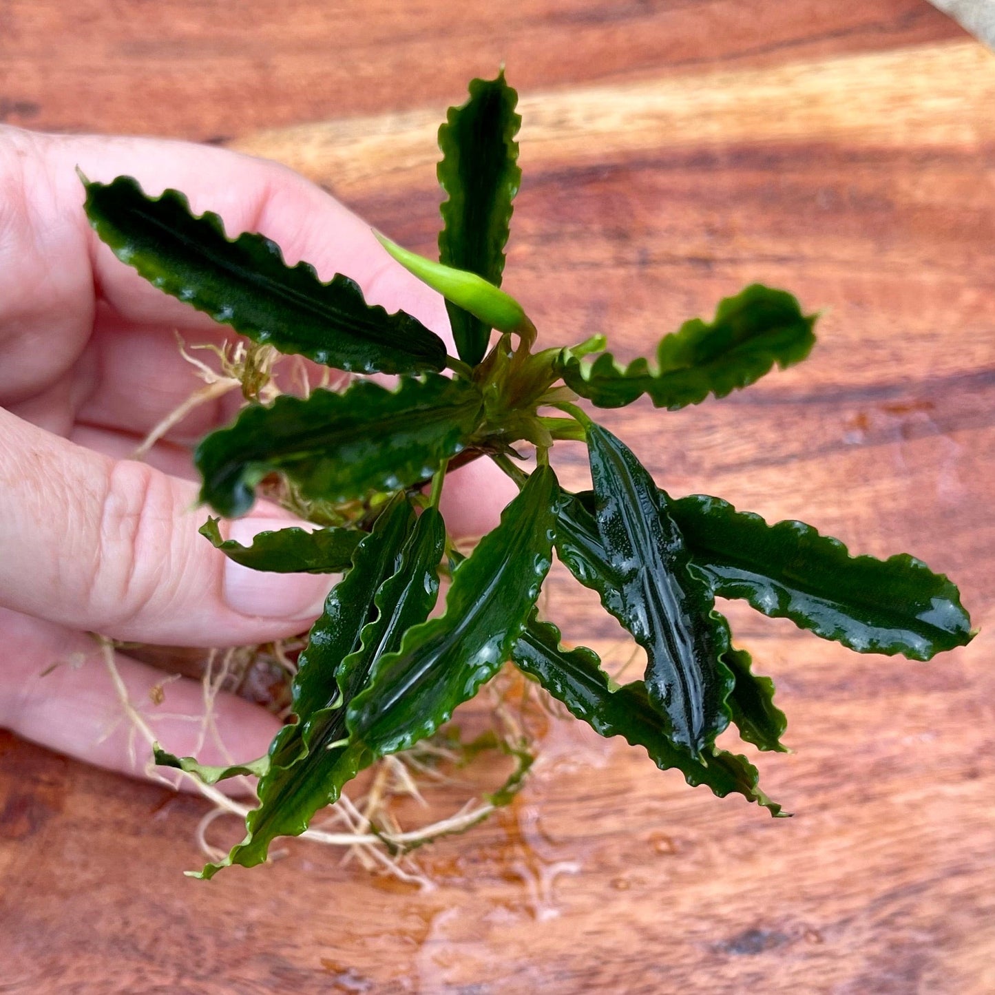Scapeshop.com.au Bucephalandra Bucephalandra Bare Root Plant (Long Green Wavy Leaf)