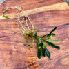 Load image into Gallery viewer, Scapeshop.com.au Bucephalandra Bucephalandra Bare Root Plant (Long Green Wavy Leaf)