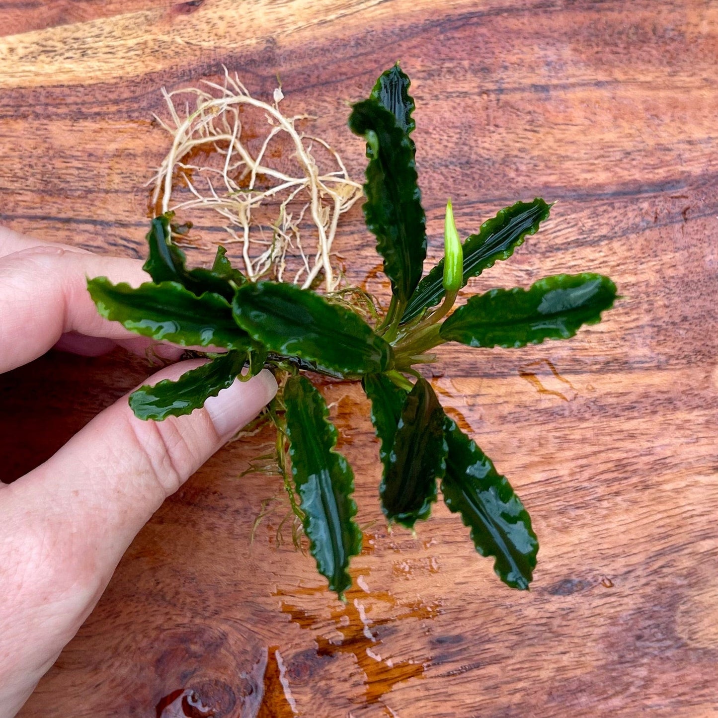 Scapeshop.com.au Bucephalandra Bucephalandra Bare Root Plant (Long Green Wavy Leaf)