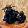 Load image into Gallery viewer, Scapeshop.com.au Bucephalandra Bucephalandra Triple Planted Driftwood - ONE ONLY - Piece 2