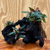Scapeshop.com.au Bucephalandra Bucephalandra Triple Planted Driftwood - ONE ONLY - Piece 2