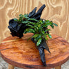 Load image into Gallery viewer, Scapeshop.com.au Bucephalandra Bucephalandra Triple Planted Driftwood - ONE ONLY - Piece 3