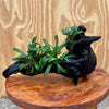 Load image into Gallery viewer, Scapeshop.com.au Bucephalandra Bucephalandra Triple Planted Driftwood - ONE ONLY - Piece 3
