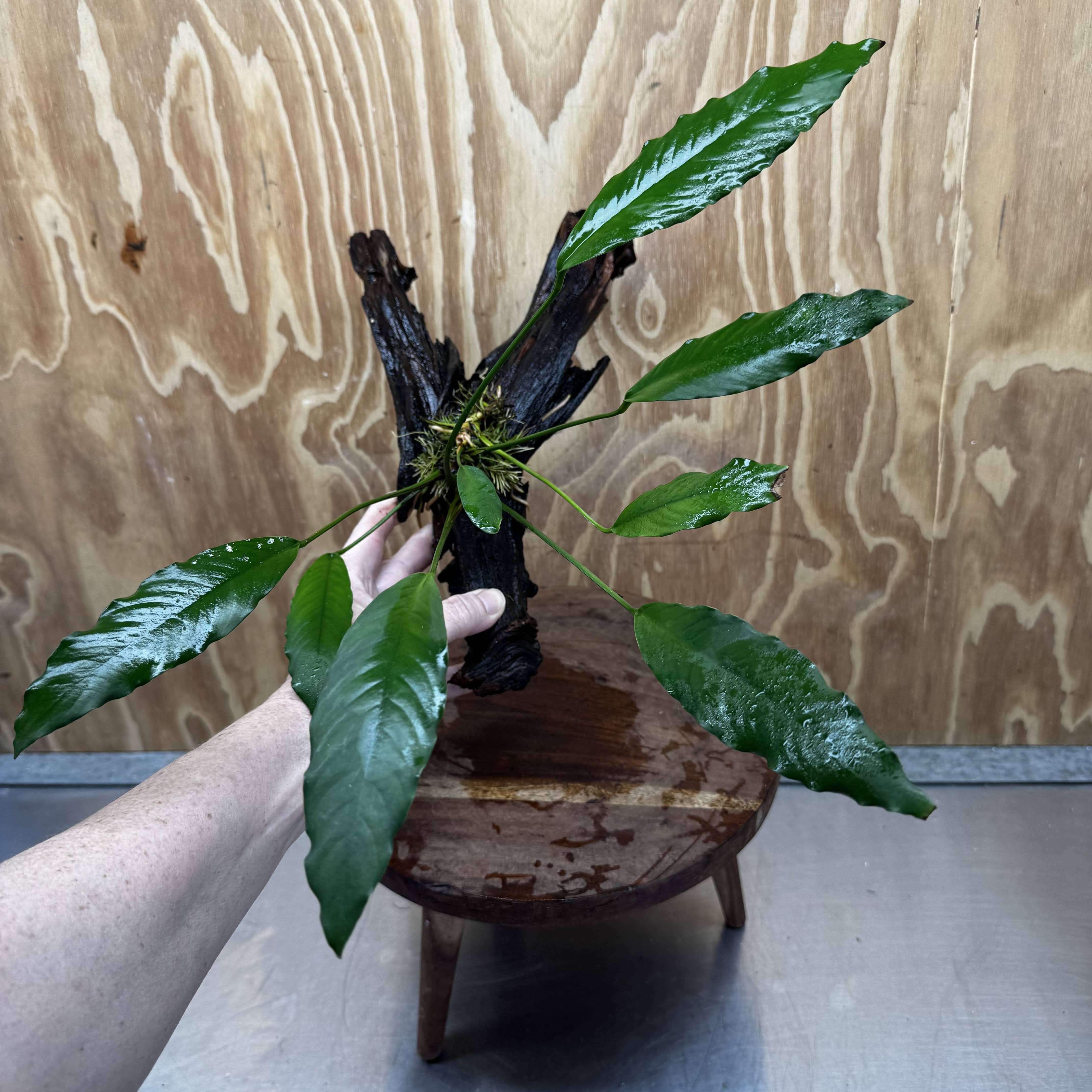 Pisces Enterprises Driftwood Creation Anubias Afzelli on Large Driftwood Creation Anubias Afzelli on Large Driftwood - Aquarium Plants