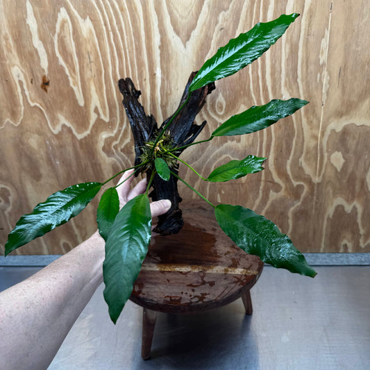Pisces Enterprises Driftwood Creation Anubias Afzelli on Large Driftwood Creation Anubias Afzelli on Large Driftwood - Aquarium Plants