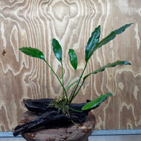 Pisces Enterprises Driftwood Creation Anubias Afzelli on Large Driftwood Creation Anubias Afzelli on Large Driftwood - Aquarium Plants