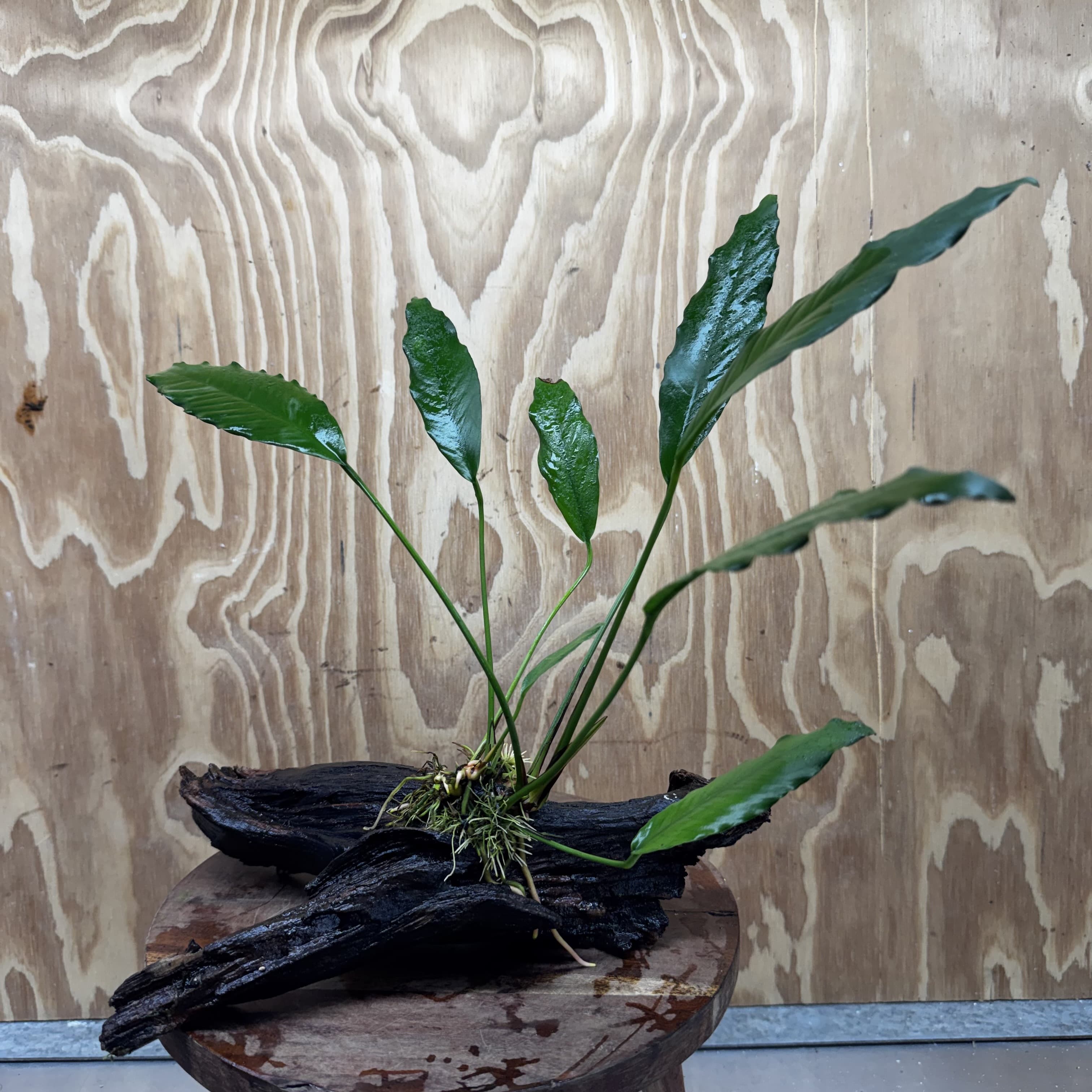 Pisces Enterprises Driftwood Creation Anubias Afzelli on Large Driftwood Creation Anubias Afzelli on Large Driftwood - Aquarium Plants