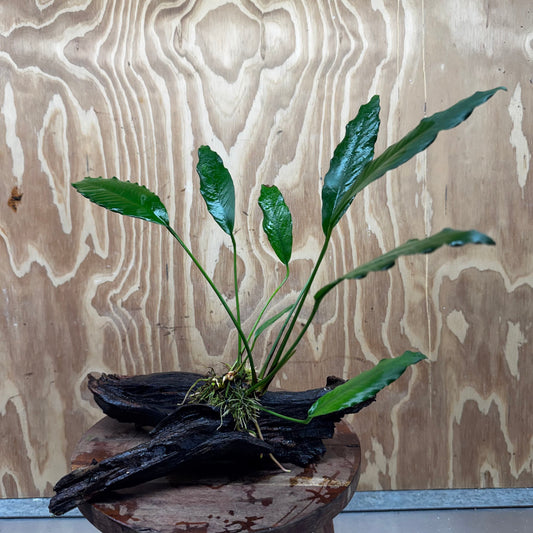 Pisces Enterprises Driftwood Creation Anubias Afzelli on Large Driftwood Creation Anubias Afzelli on Large Driftwood - Aquarium Plants