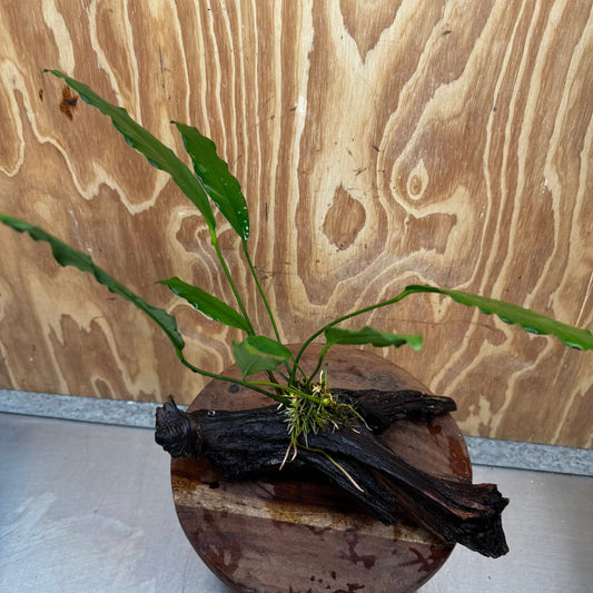 Pisces Enterprises Driftwood Creation Anubias Afzelli on Large Driftwood Creation Anubias Afzelli on Large Driftwood - Aquarium Plants