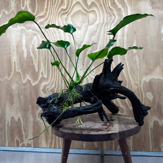 Pisces Enterprises Driftwood Creation Anubias Barteri Old-type on Large Driftwood Creation Anubias Barteri Old-type on Large Driftwood Aquarium Plants